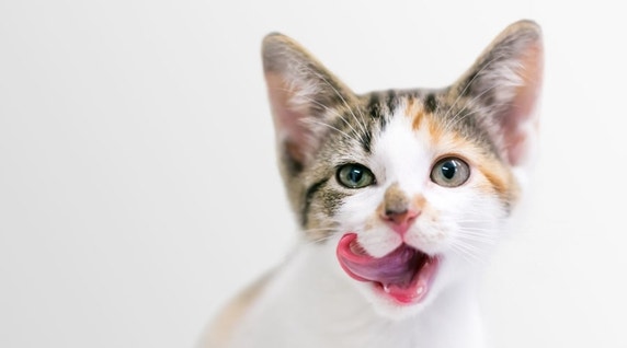 Kitten Treating 101: Everything to Know about Treats for Kittens
