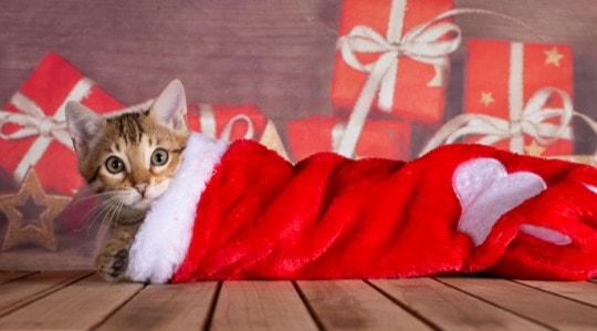 Roughly 7 Stocking Stuffers for Cats