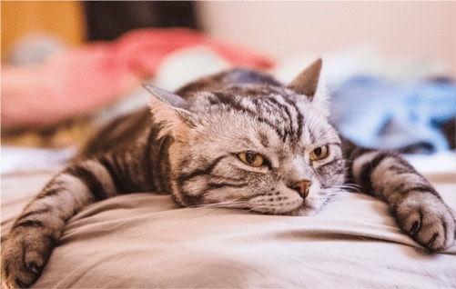 My Cat Won’t Eat! What To Do? 