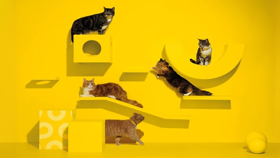 How to Introduce Cats to Other Cats: A Step-by-Step Guide