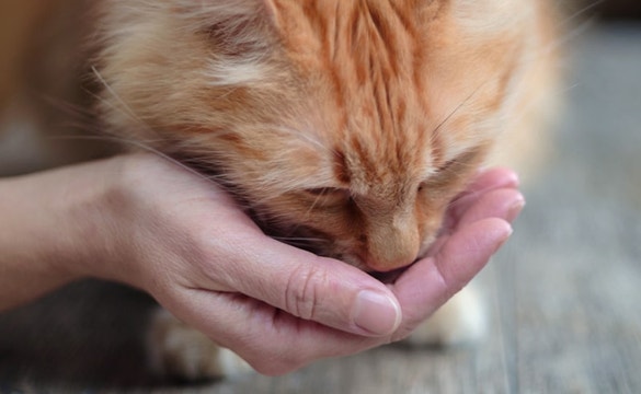 cat eating from hands