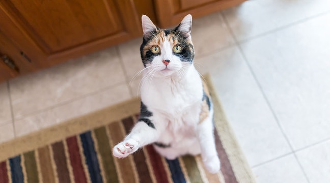 cat standing on hind legs waiting for treat