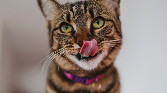 Cat waiting for owner to figure out how much to feed a kitten
