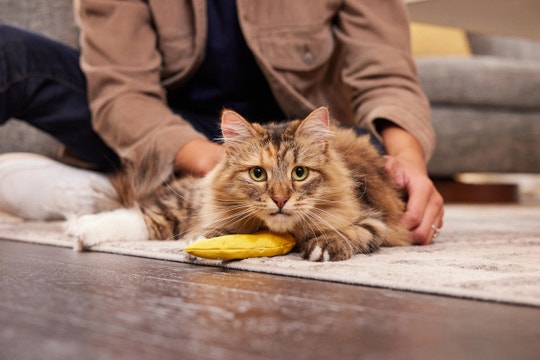 Fluffy tabby cat lying on floor with toy