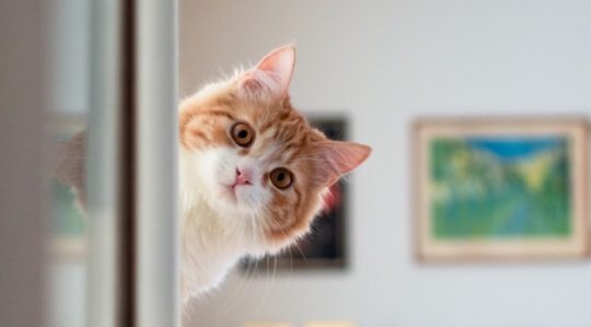 Cat peering around a corner