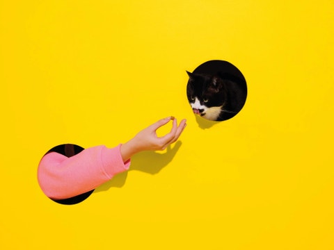 Cat licking its lips in anticipation of a TEMPTATIONS™ cat treat