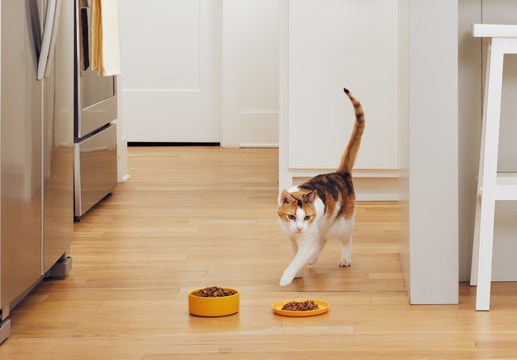 cat choosing between dry or wet food