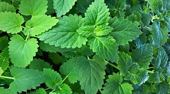 catnip-close-up