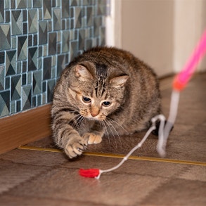 cat chasing a toy slideshow