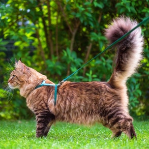 cat on a leash slideshow1