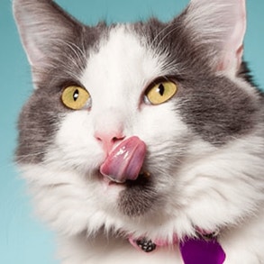 cat licking lips