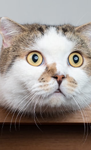 /sites/g/files/fnmzdf3061/files/2023-02/cat-paying-attention_0.jpg