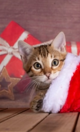 /sites/g/files/fnmzdf3061/files/2023-02/happy-holiday-kitty-in-stocking.jpg