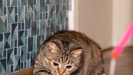 cat chasing a toy slideshow