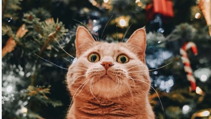 cat christmas sweater