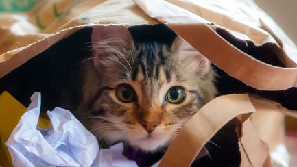 cat in paper bag slideshow