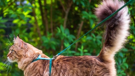 cat on a leash slideshow1