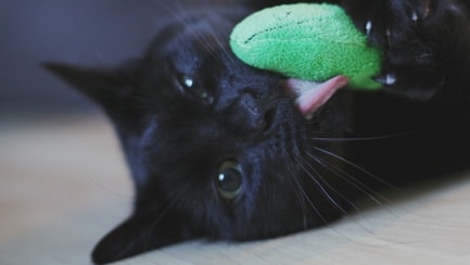 catnip toy black cat