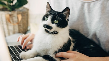 computer cat games slideshow