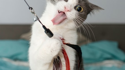 feather wand cat