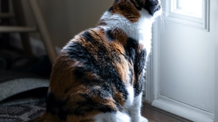 out bell calico