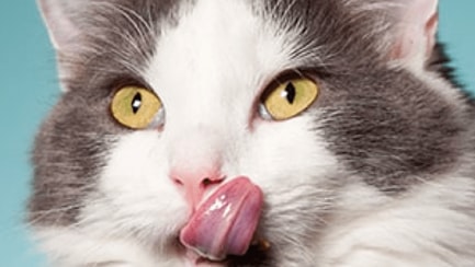 cat licking lips