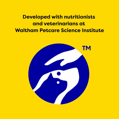 Temptations Snacky Elf image 1