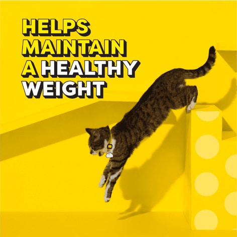 Dry Cat Food Indoor, Fishin’ For Chicken Flavor image 1