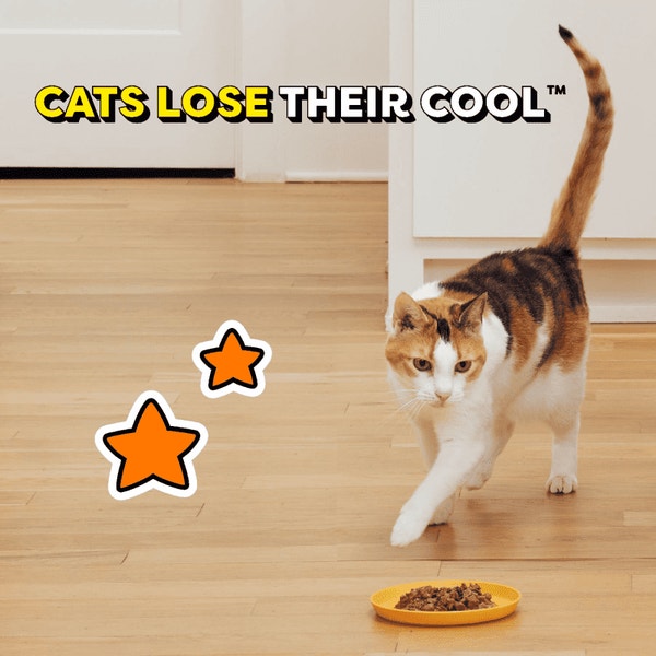 Tasty Chicken Flavor Bites in Gravy image 5