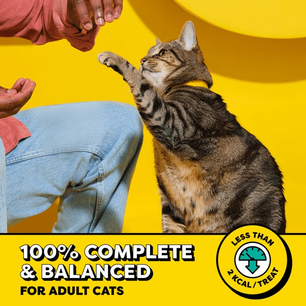 Blissful Catnip Flavor image 4