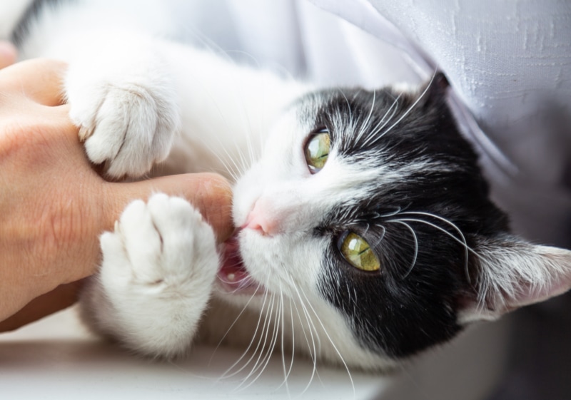 black and white cat on table biting finger of pet parent
