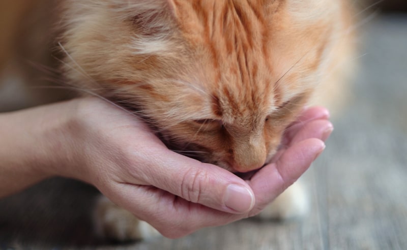 cat eating from hands
