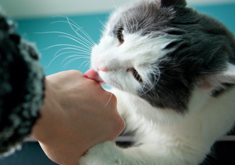 black and white cat on couch licking finger of owner