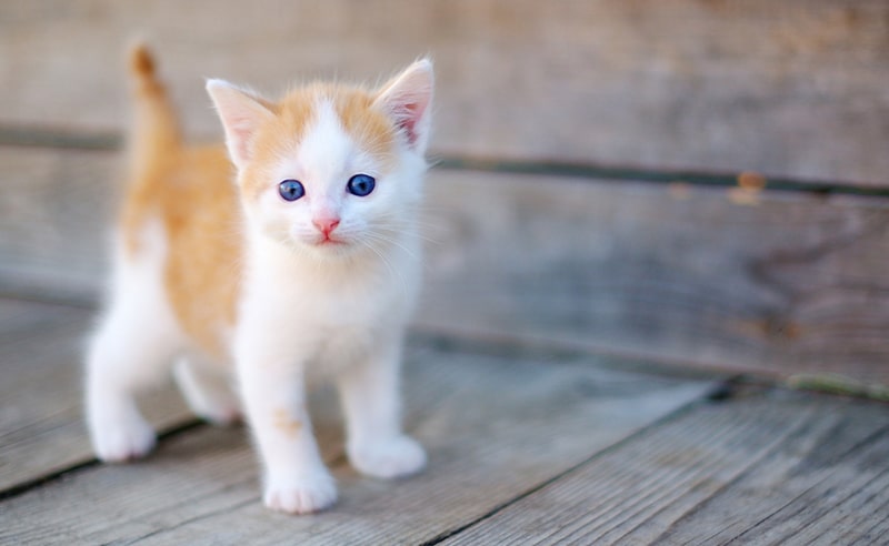 Kitten Treating 101 Everything to Know about Treats for Kittens