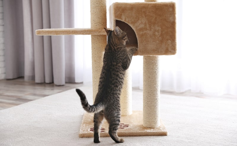 Cat peering into a cat tree