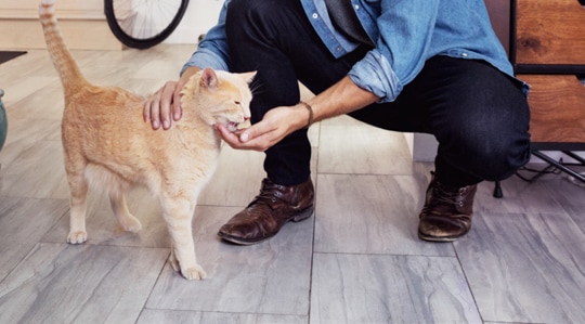 Orange cat nuzzling into owner's cupped hands with tail raised