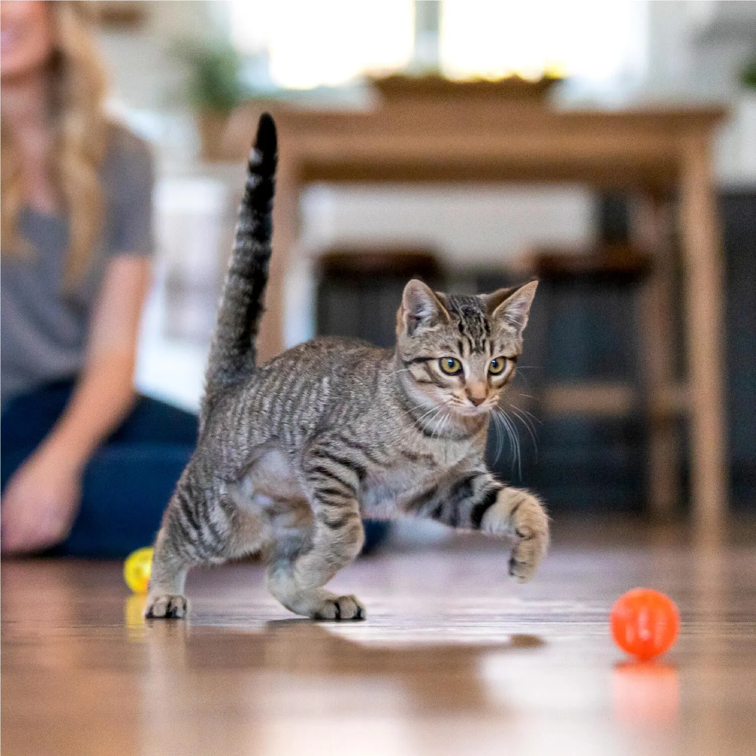 Cat playing with colored balls