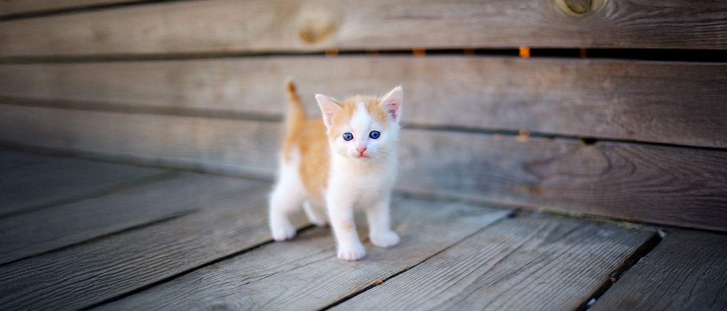Kitten staring straight ahead