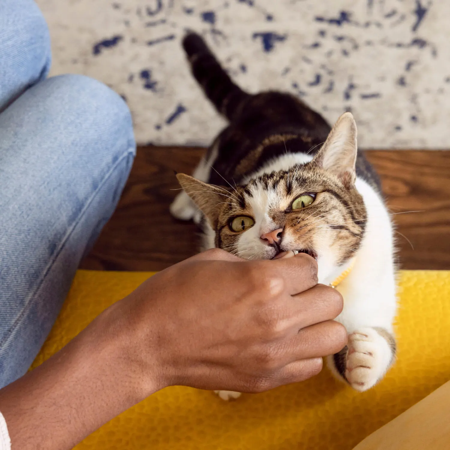 A tabby cat playfully biting a person’s hand on a yellow mat.