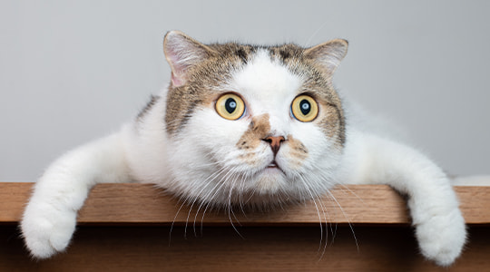 Cat leaning and staring