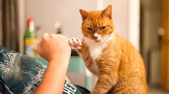Orange cat “high fiving” pet parent