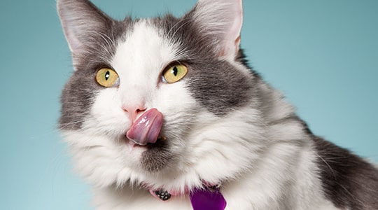 Fluffy gray and white cat licking its nose